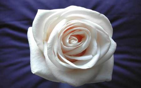 tu le savais peut etre pas mais j'aime bien les roses